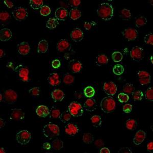 Immunofluorescent analysis of Raji cells stained with Anti-CD74 Antibody [CLIP/813] followed by Goat Anti-Mouse IgG (CF&#174; 488) (Green). The nuclear counterstain is RedDot (Red).