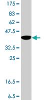 Anti-PPARGC1A Mouse Polyclonal Antibody