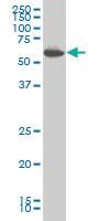 Anti-PRKAA1 Mouse Monoclonal Antibody [clone: 4D8]