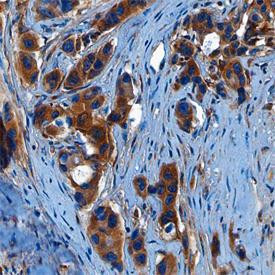 Anti-WNT10B Mouse Monoclonal Antibody [clone: 793116]