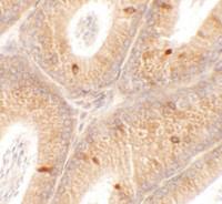 Anti-SPATA4 Rabbit Polyclonal Antibody