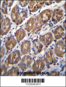 Anti-PGA4 Rabbit Polyclonal Antibody (FITC (Fluorescein Isothiocyanate))