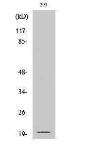 Anti-Ephrin A2 Rabbit Polyclonal Antibody