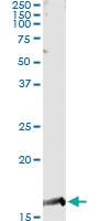 Anti-PTGES Antibody Pair