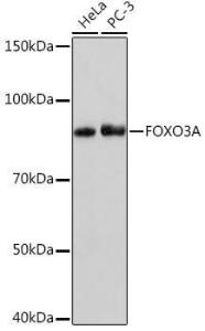 Antibody A308771-100 100 µl