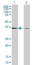 Anti-TCEA1 Mouse Monoclonal Antibody [clone: 1B7]