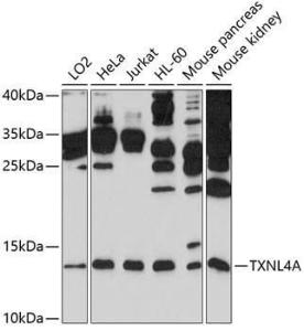 Western blot analysis of extracts of various cell lines, using Anti-TXNL4A Antibody (A11249) at 1:1,000 dilution. The secondary antibody was Goat Anti-Rabbit IgG H&L Antibody (HRP) at 1:10,000 dilution.