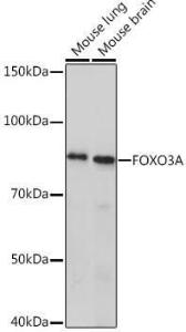 Antibody A308771-100 100 µl