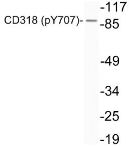 Western blot analysis of lysates from Jurkat cells using Anti-CD318 (phospho Tyr707) Antibody