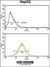 Anti-JADE1 Rabbit Polyclonal Antibody