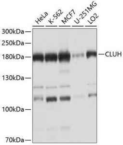 Western blot analysis of extracts of various cell lines, using Anti-CLUH Antibody (A11250) at 1:1,000 dilution