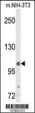 Anti-KDM4B Rabbit Polyclonal Antibody