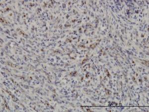 Anti-PRKAA1 Mouse Monoclonal Antibody [clone: 4D8]