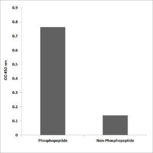 ELISA for immunogen phosphopeptide (left) and non-phosphopeptide (right) using Anti-CD318 (phospho Tyr707) Antibody