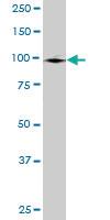 Anti-GCC1 Mouse Polyclonal Antibody