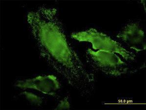 Anti-RPS7 Mouse Monoclonal Antibody [clone: 3G4]