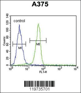 Anti-BGN Rabbit Polyclonal Antibody