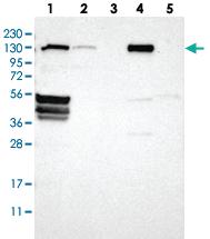 Anti-FLII Rabbit Polyclonal Antibody