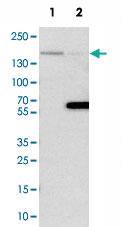 Anti-FLII Rabbit Polyclonal Antibody