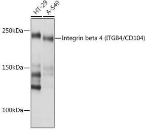 Western blot analysis of extracts of various cell lines, using Anti-Integrin beta 4 Antibody [ARC1046] (A308774) at 1:1,000 dilution The secondary antibody was Goat Anti-Rabbit IgG H&L Antibody (HRP) at 1:10,000 dilution Lysates/proteins were present at 25 µg per lane