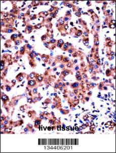 Anti-HRH1 Rabbit Polyclonal Antibody (PE (Phycoerythrin))