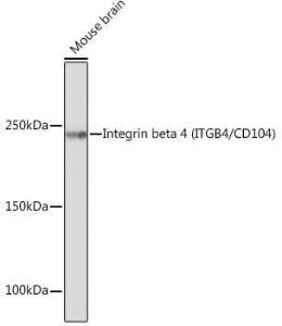 Western blot analysis of extracts of Mouse brain, using Anti-Integrin beta 4 Antibody [ARC1046] (A308774) at 1:500 dilution The secondary antibody was Goat Anti-Rabbit IgG H&L Antibody (HRP) at 1:10,000 dilution Lysates/proteins were present at 25 µg per lane