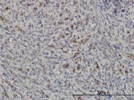 Anti-PRKAA1 Mouse Monoclonal Antibody [clone: 4D8]