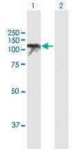 Anti-USP10 Mouse Polyclonal Antibody