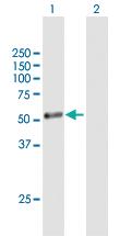 Anti-CYP1A1 Mouse Polyclonal Antibody