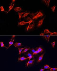 Immunofluorescence analysis of U-2 OS cells using Anti-CLUH Antibody (A11250) at a dilution of 1:100 (40X lens). DAPI was used to stain the cell nuclei (blue)