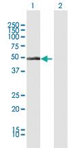 Anti-CYP1A1 Rabbit Polyclonal Antibody