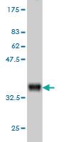 Anti-CAPNS1 Mouse Monoclonal Antibody [clone: 3C4]