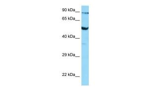 Anti-SLC2A3 Rabbit Polyclonal Antibody