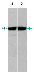 Anti-RAF1 Mouse Monoclonal Antibody [clone: M208]