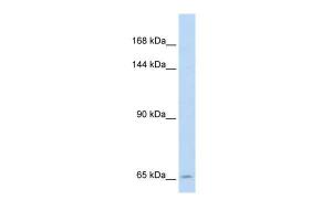 Anti-SLC19A1 Rabbit Polyclonal Antibody