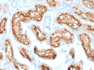 Immunohistochemical analysis of formalin-fixed, paraffin-embedded human kidney using Anti-CD10 Antibody [MME/1870]