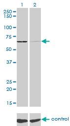 Anti-SARS Mouse Monoclonal Antibody [clone: 1H4]