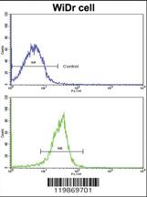 Anti-SPARC Rabbit Polyclonal Antibody