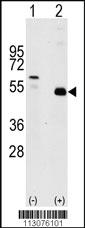 Anti-TRAF2 Rabbit Polyclonal Antibody