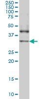 Anti-NANOG Mouse Monoclonal Antibody [clone: 2C11]