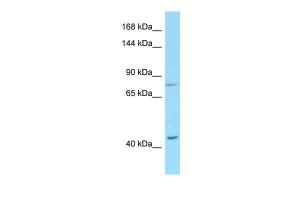 Anti-DSG1 Rabbit Polyclonal Antibody