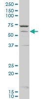 Anti-CYP1A2 Mouse Polyclonal Antibody