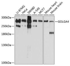 Western blot analysis of extracts of various cell lines, using Anti-Golgin-245 Antibody (A11266) at 1:1,000 dilution