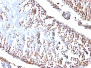 Immunohistochemical analysis of formalin-fixed, paraffin-embedded rat testis using Anti-Wilms tumor Protein Antibody [6F-H2]