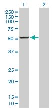 Anti-CYP1A2 Rabbit Polyclonal Antibody