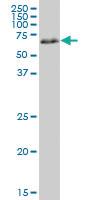 Anti-PRKAA1 Mouse Monoclonal Antibody [clone: 3B6]