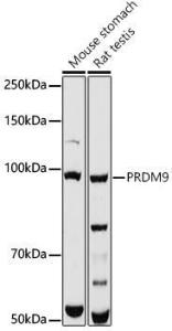 Anti-PRDM9 Rabbit Polyclonal Antibody