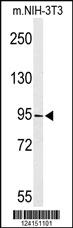 Anti-TAF3 Rabbit Polyclonal Antibody