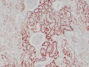 Anti-Von Hippel Lindau/VHL Mouse Monoclonal Antibody [clone: ABT-PVHL]