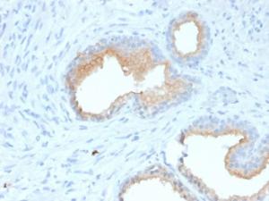 Immunohistochemical analysis of formalin-fixed, paraffin-embedded human prostate using Anti-CD10 Antibody [MME/1870]